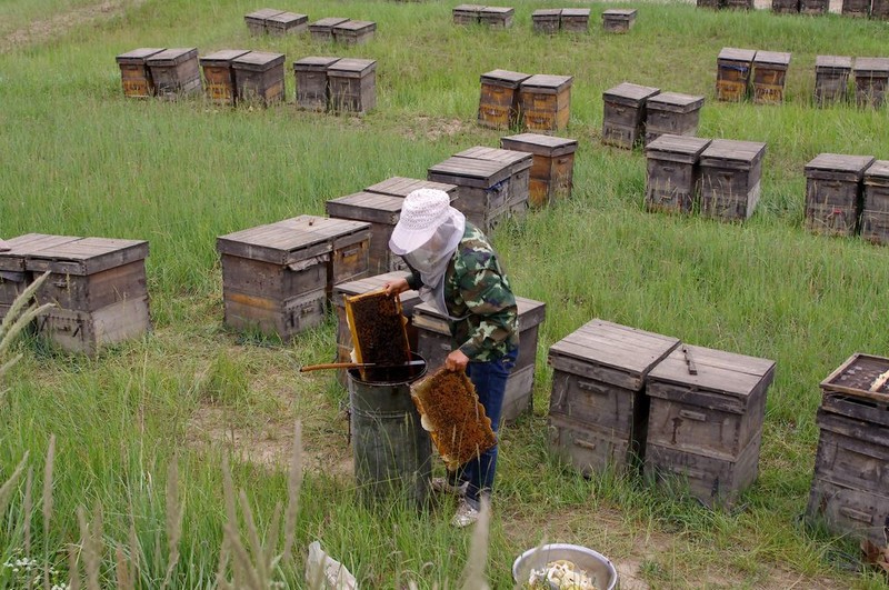 養(yǎng)蜂用什么蜂箱好(什么樣的蜂箱最好) 養(yǎng)蜂用什么蜂箱好(什么樣的蜂箱最好)