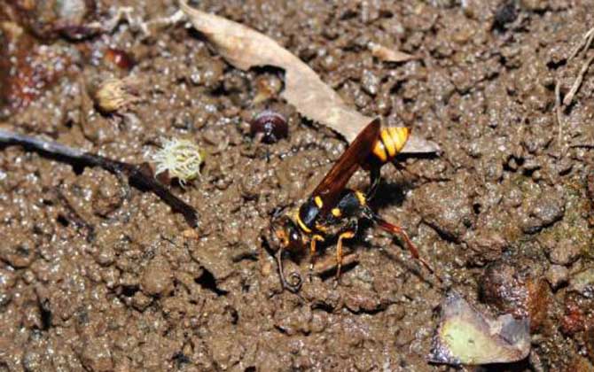 細腰蜂如何繁殖后代（細腰蜂的繁殖方式）