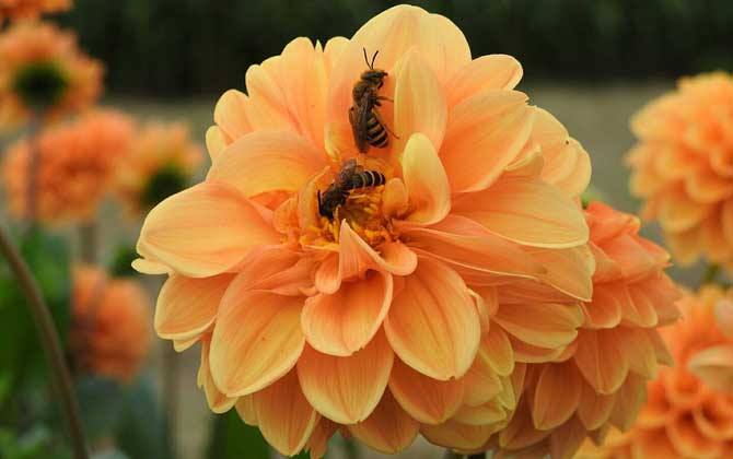 野生蜜蜂怎樣抓回家養(yǎng)? 野生蜜蜂怎樣抓回家養(yǎng)?