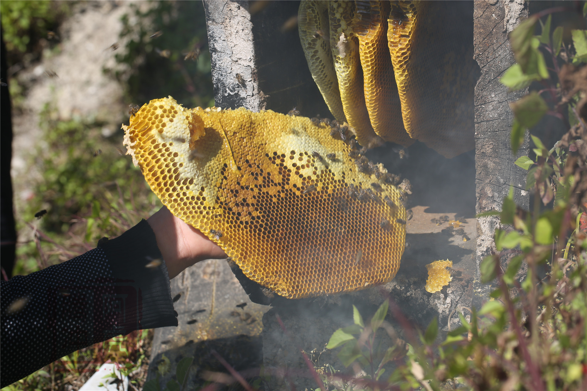 野生蜜蜂的生活環(huán)境和特點（家養(yǎng)蜜蜂和野生蜜蜂區(qū)別）
