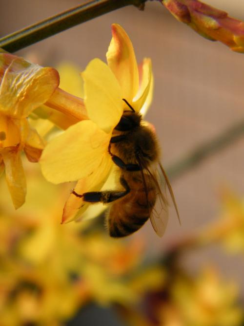 蜂蜜的保存方法及保存時(shí)間(蜂蜜儲(chǔ)存方法及年限) 蜂蜜的保存方法及保存時(shí)間(蜂蜜儲(chǔ)存方法及年限)