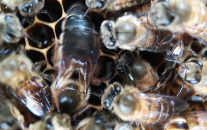 怎么區分阿壩中蜂(阿壩蜂王和中蜂蜂王有什么區別) 怎么區分阿壩中蜂(阿壩蜂王和中蜂蜂王有什么區別)