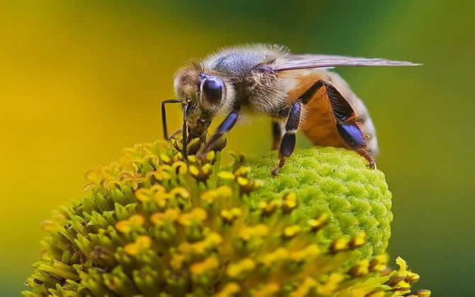 新手養蜂 新手養蜂