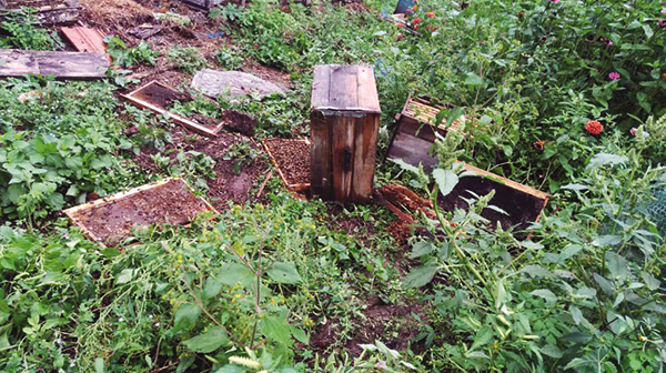 中蜂如何快速擴(kuò)大蜂場(中蜂這樣擴(kuò)場快) 中蜂如何快速擴(kuò)大蜂場(中蜂這樣擴(kuò)場快)