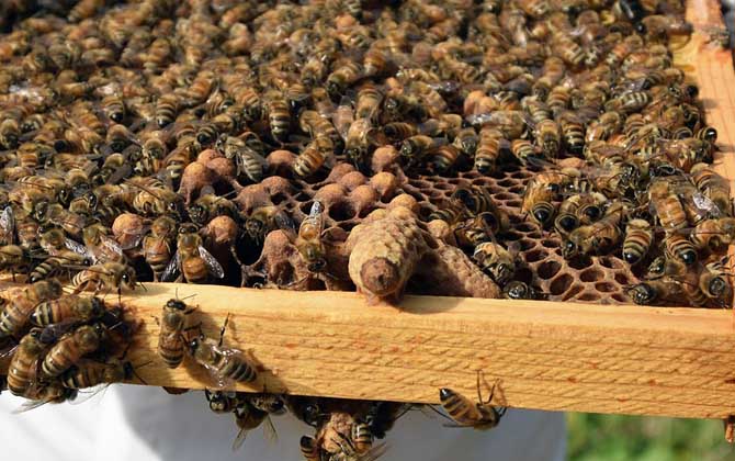 中蜂蜂王一天產卵多少 中蜂蜂王一天產卵多少