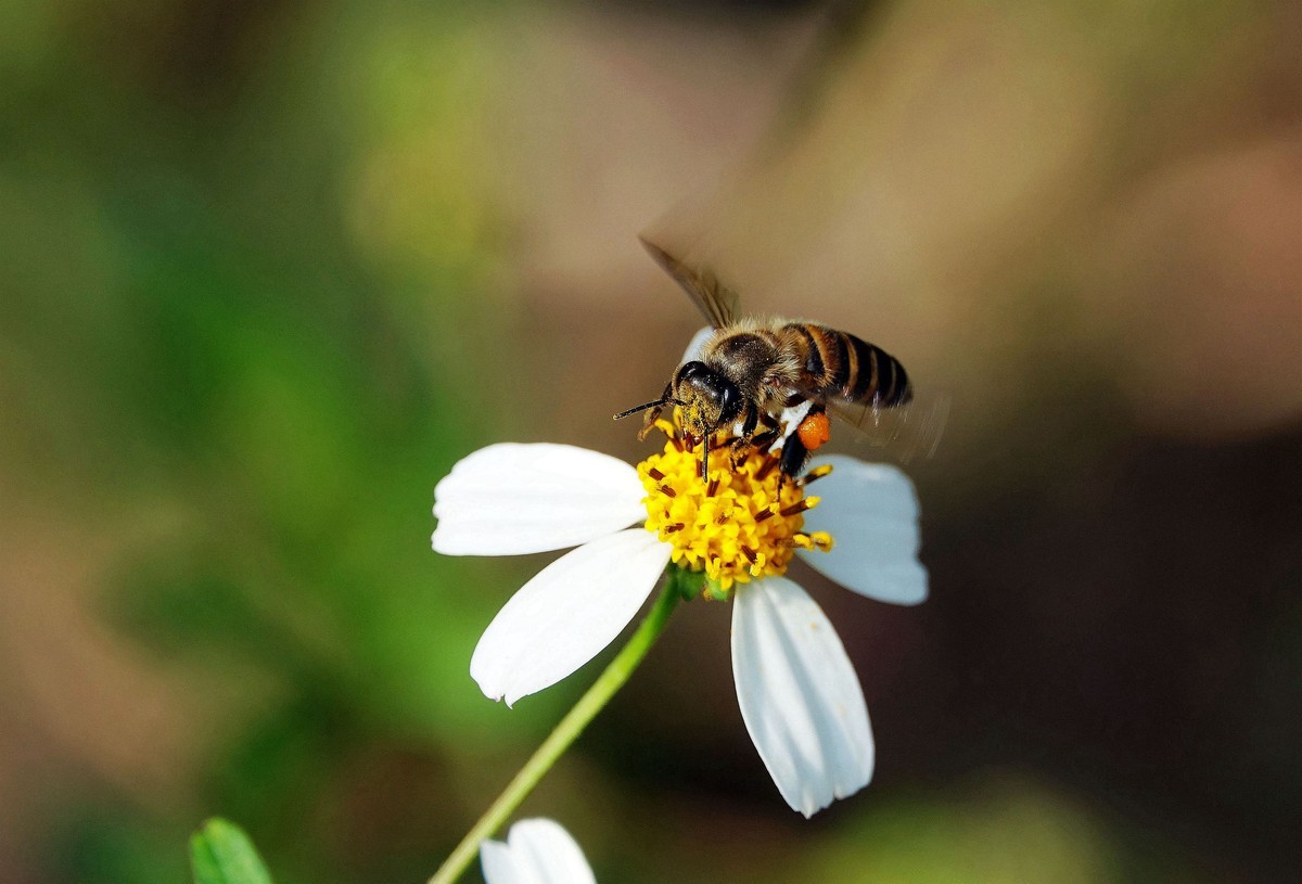 蜜蜂養(yǎng)殖實用技術(shù) 蜜蜂養(yǎng)殖實用技術(shù)