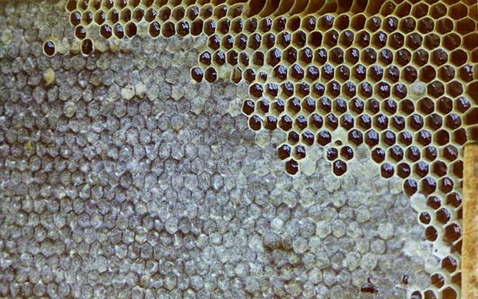 養(yǎng)蜂場多大規(guī)模才能領(lǐng)補償款（2020年養(yǎng)蜂有補貼嗎）