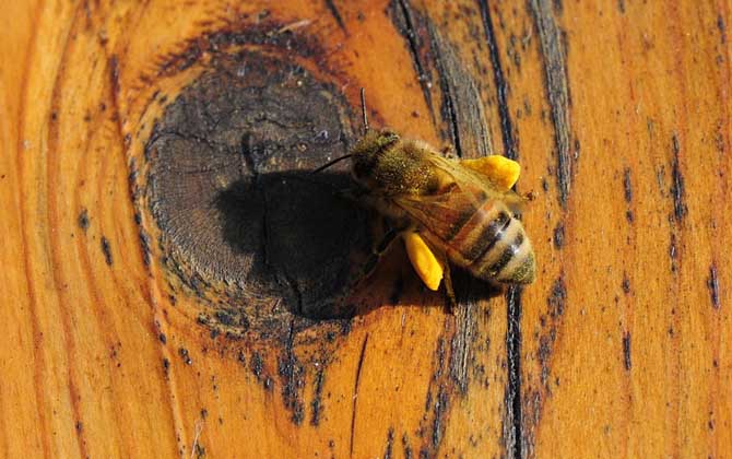 養(yǎng)蜂場多大規(guī)模才能領(lǐng)補償款（2020年養(yǎng)蜂有補貼嗎）