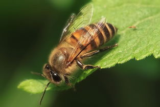 怎么區(qū)分是不是松丹一號蜂王(松丹蜜蜂配套系1號與2號有何區(qū)別) 怎么區(qū)分是不是松丹一號蜂王(松丹蜜蜂配套系1號與2號有何區(qū)別)