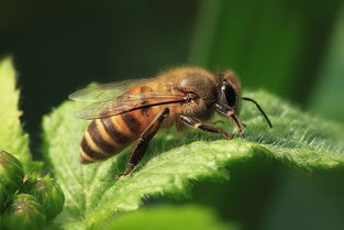怎么區(qū)分是不是松丹一號蜂王(松丹蜜蜂配套系1號與2號有何區(qū)別) 怎么區(qū)分是不是松丹一號蜂王(松丹蜜蜂配套系1號與2號有何區(qū)別)