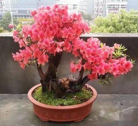 映山紅什么時候開花（映山紅的開花時間）