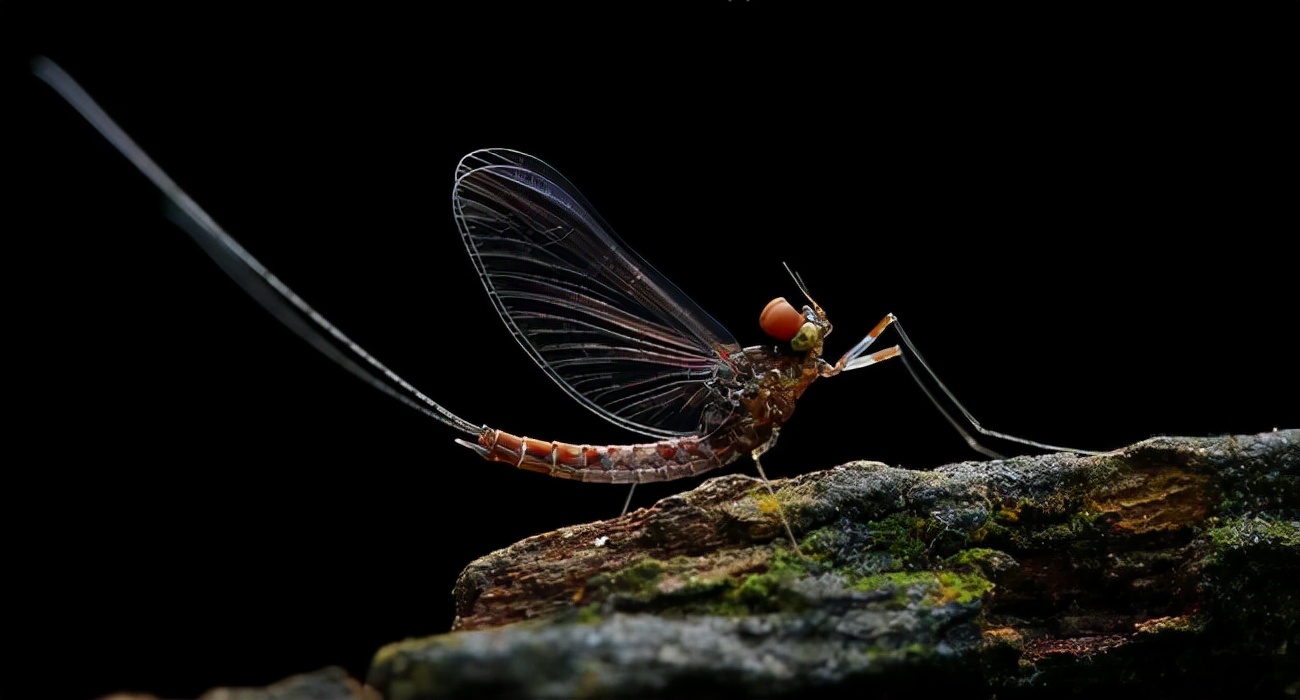 湖南沅江蜉蝣大爆發，內蒙古蚜蟲大爆發，是氣候大變的征兆嗎？