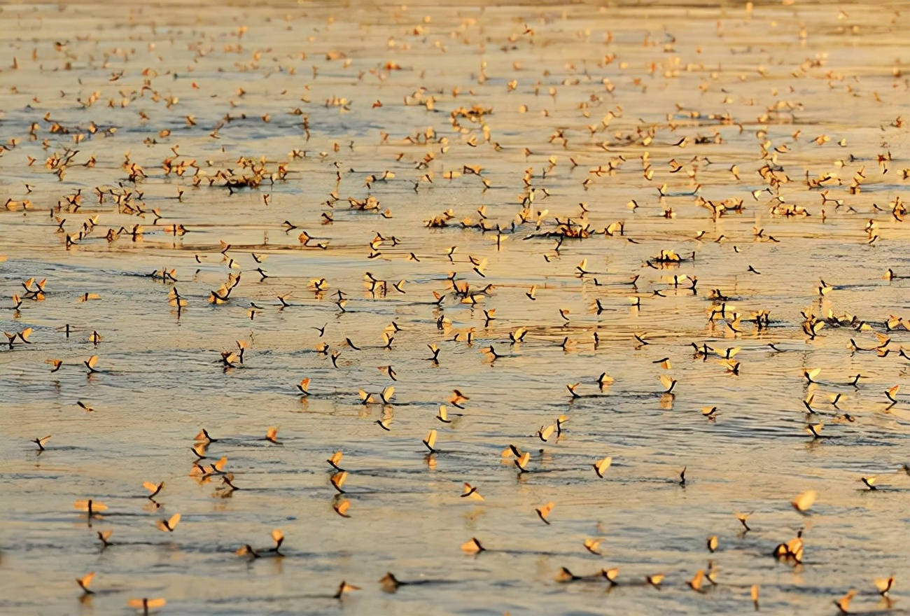 湖南沅江蜉蝣大爆發，內蒙古蚜蟲大爆發，是氣候大變的征兆嗎？