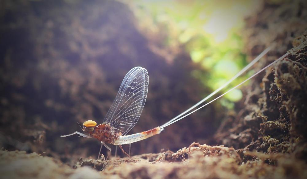 湖南沅江蜉蝣大爆發，內蒙古蚜蟲大爆發，是氣候大變的征兆嗎？