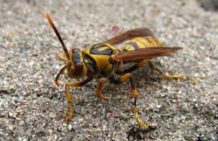 胡蜂采花蜜嗎(胡蜂有蜂蜜嗎) 胡蜂采花蜜嗎(胡蜂有蜂蜜嗎)