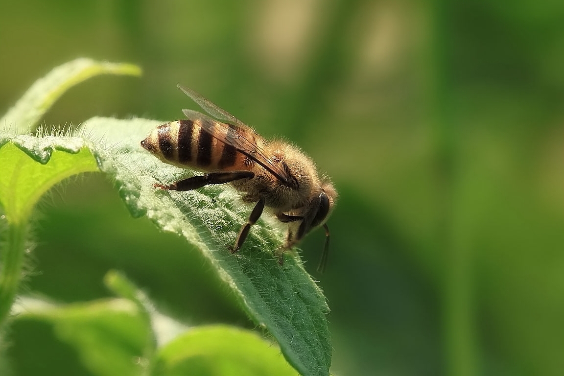 圓蜂桶蜜蜂滿了怎么辦?(蜜蜂過(guò)多的解決辦法) 圓蜂桶蜜蜂滿了怎么辦?(蜜蜂過(guò)多的解決辦法)