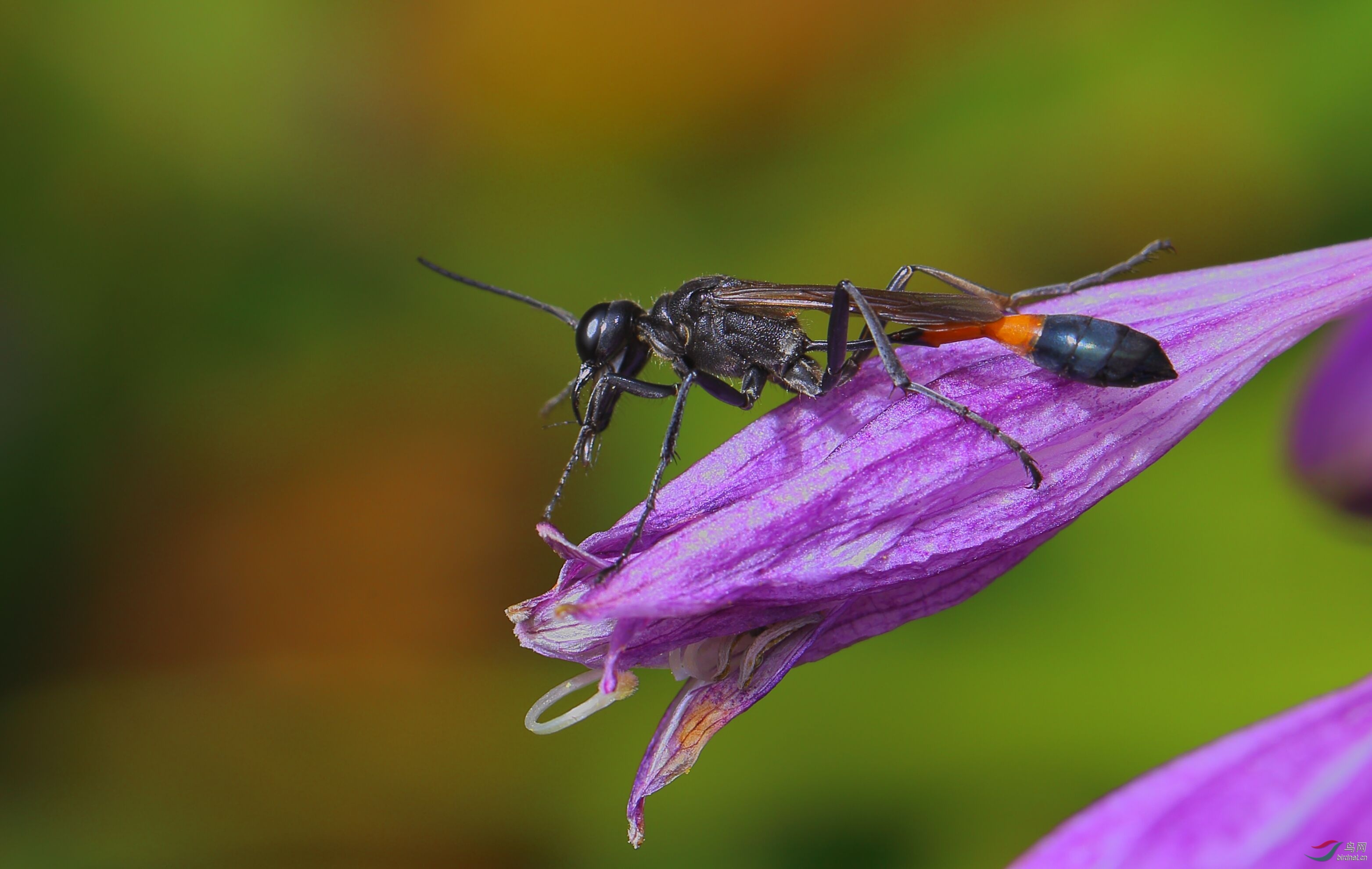 細腰蜂長什么樣子(腰很細的蜜蜂是什么蜂) 細腰蜂長什么樣子(腰很細的蜜蜂是什么蜂)