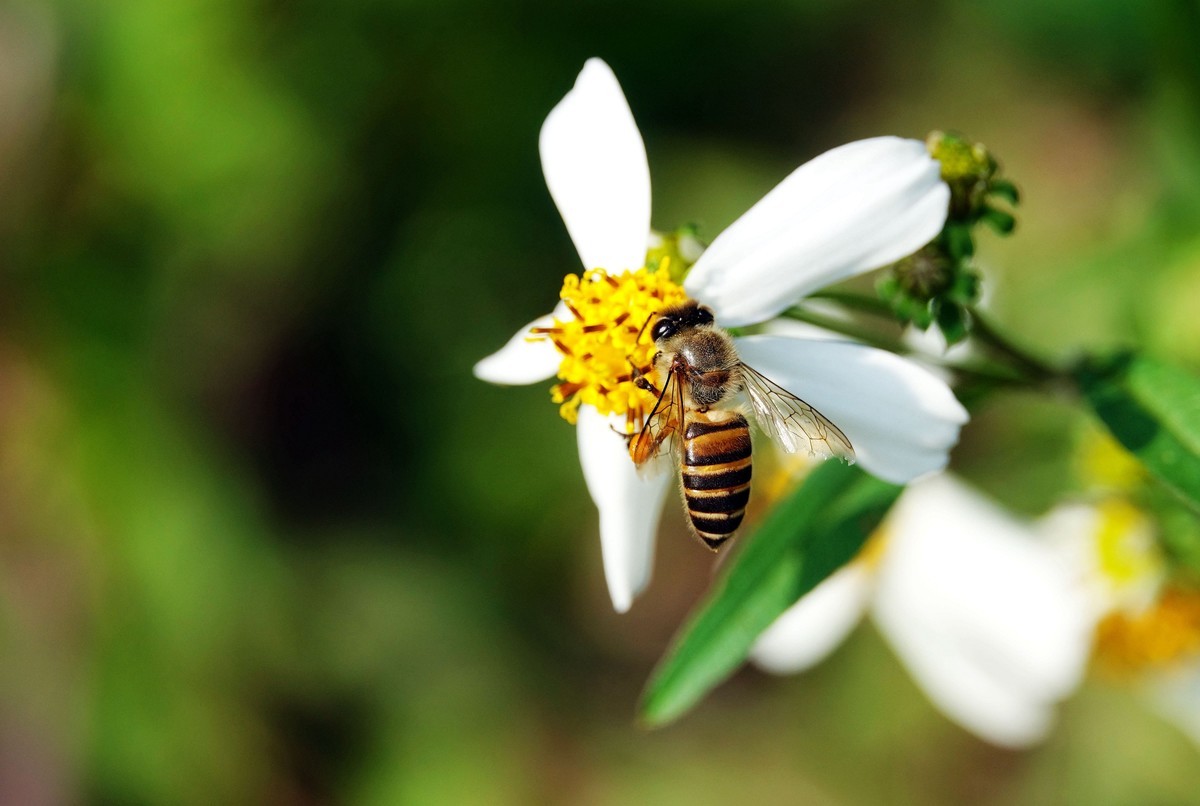 蜜蜂什么時候可以開始養