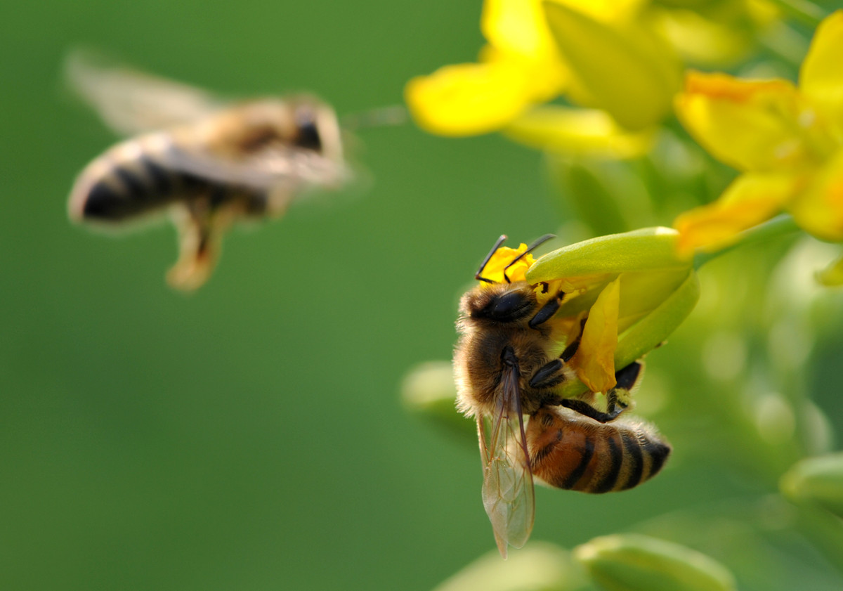 蜜蜂什么時候可以開始養