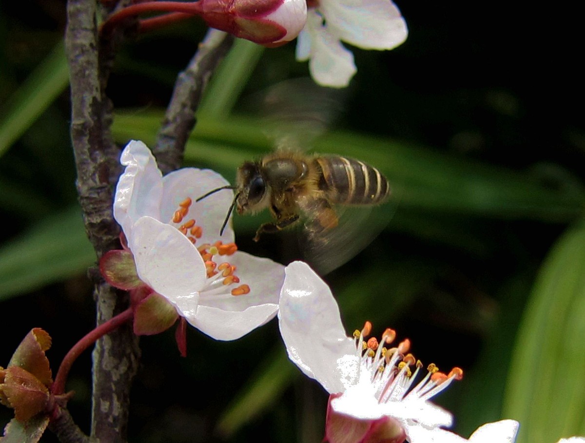蜜蜂什么時候可以開始養