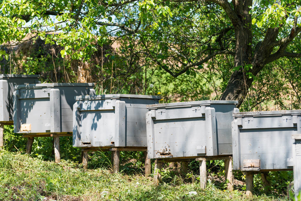 松丹一號春繁特點（中蜂群春繁的劃分與發(fā)展初期的特征）