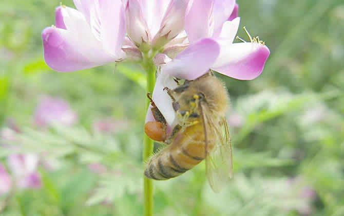 如何讓蜂群快速變強群？