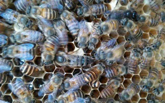 阿壩蜂和中蜂能同箱嗎(同箱分蜂技術及注意事項) 阿壩蜂和中蜂能同箱嗎(同箱分蜂技術及注意事項)