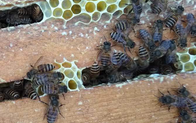 阿壩蜂和中蜂能同箱嗎(同箱分蜂技術及注意事項) 阿壩蜂和中蜂能同箱嗎(同箱分蜂技術及注意事項)