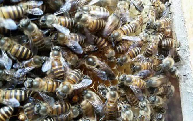 阿壩蜂和中蜂能同箱嗎(同箱分蜂技術及注意事項) 阿壩蜂和中蜂能同箱嗎(同箱分蜂技術及注意事項)