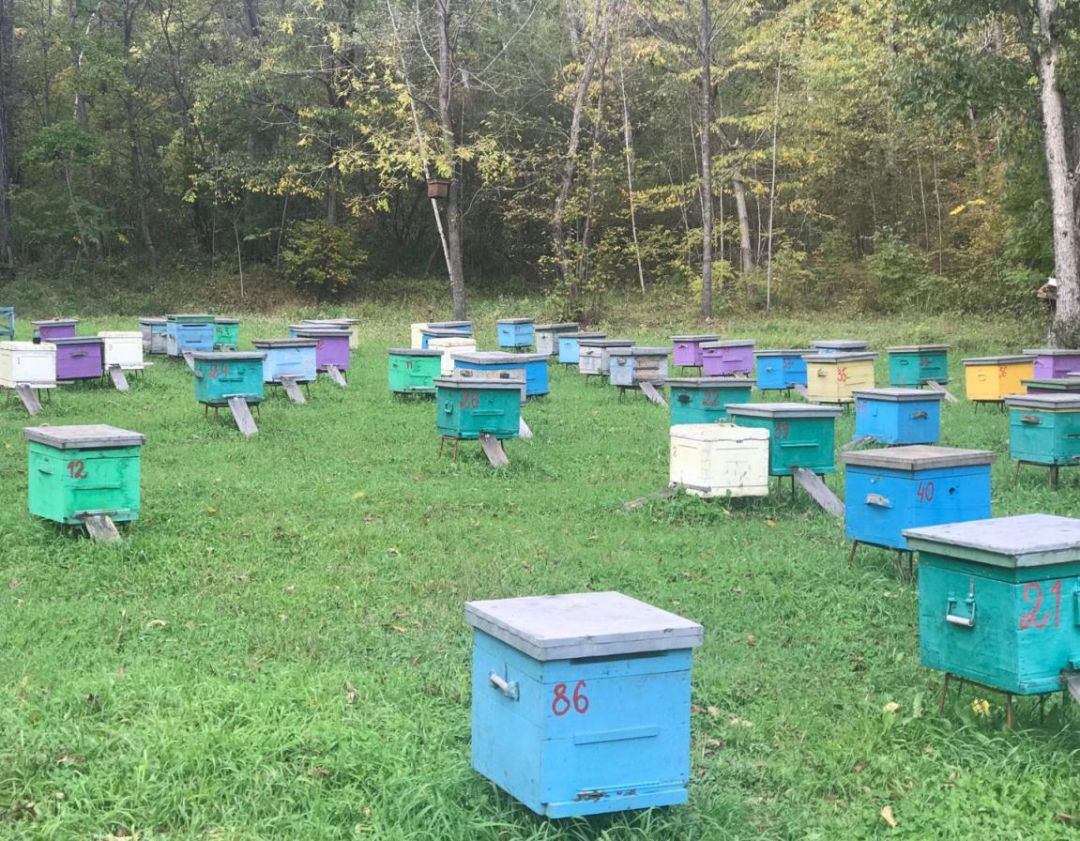 購買蜂群帶脾好還是不帶脾好（有脾和無脾飼養(yǎng)方式的區(qū)別）