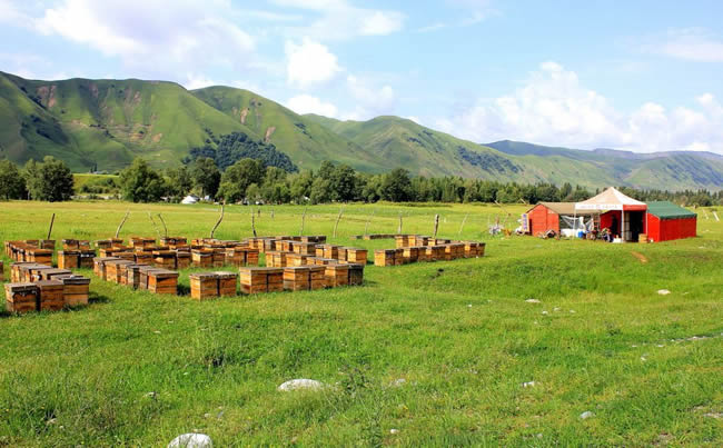 養蜂場怎么飼喂蜜蜂？