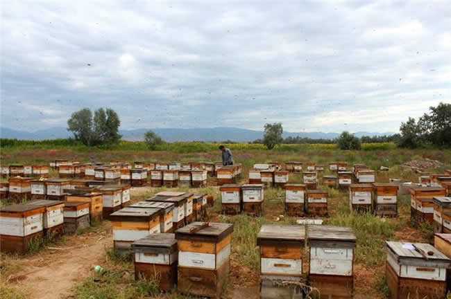 養蜂場怎么飼喂蜜蜂？
