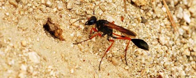 細腰蜂是益蟲還是害蟲 細腰蜂是益蟲還是害蟲