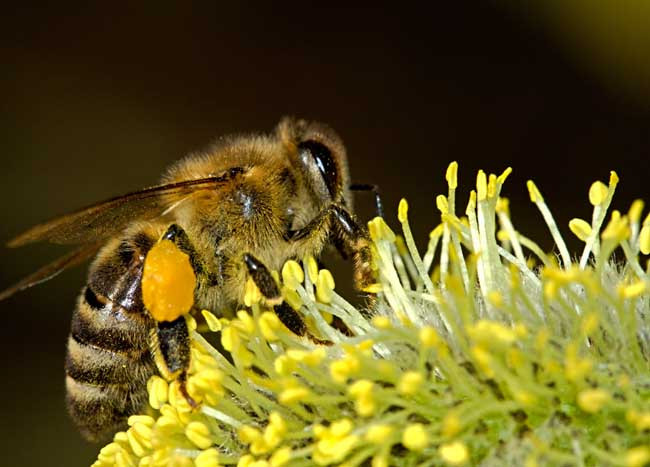 阿壩中蜂如何囚王過冬(中蜂越冬應該采取的措施) 阿壩中蜂如何囚王過冬(中蜂越冬應該采取的措施)