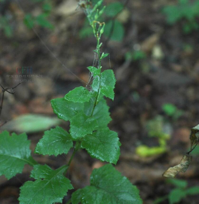 消失100多年！云南發現極危物種異葉苣苔，野生華南虎會出現嗎？
