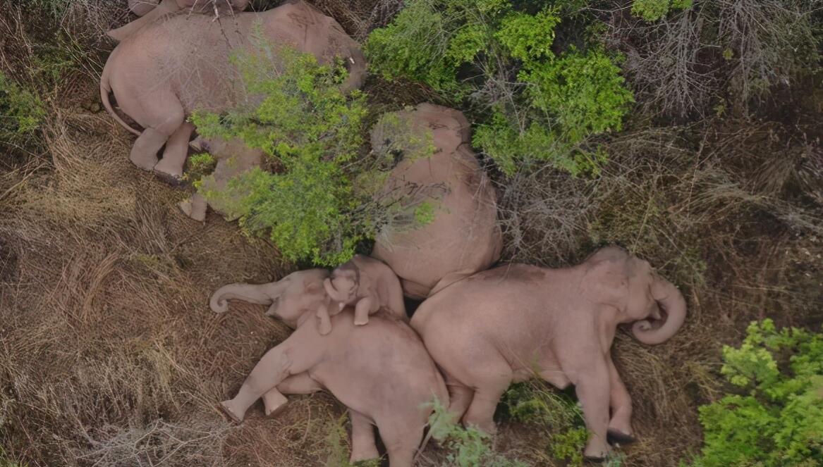 消失100多年！云南發現極危物種異葉苣苔，野生華南虎會出現嗎？