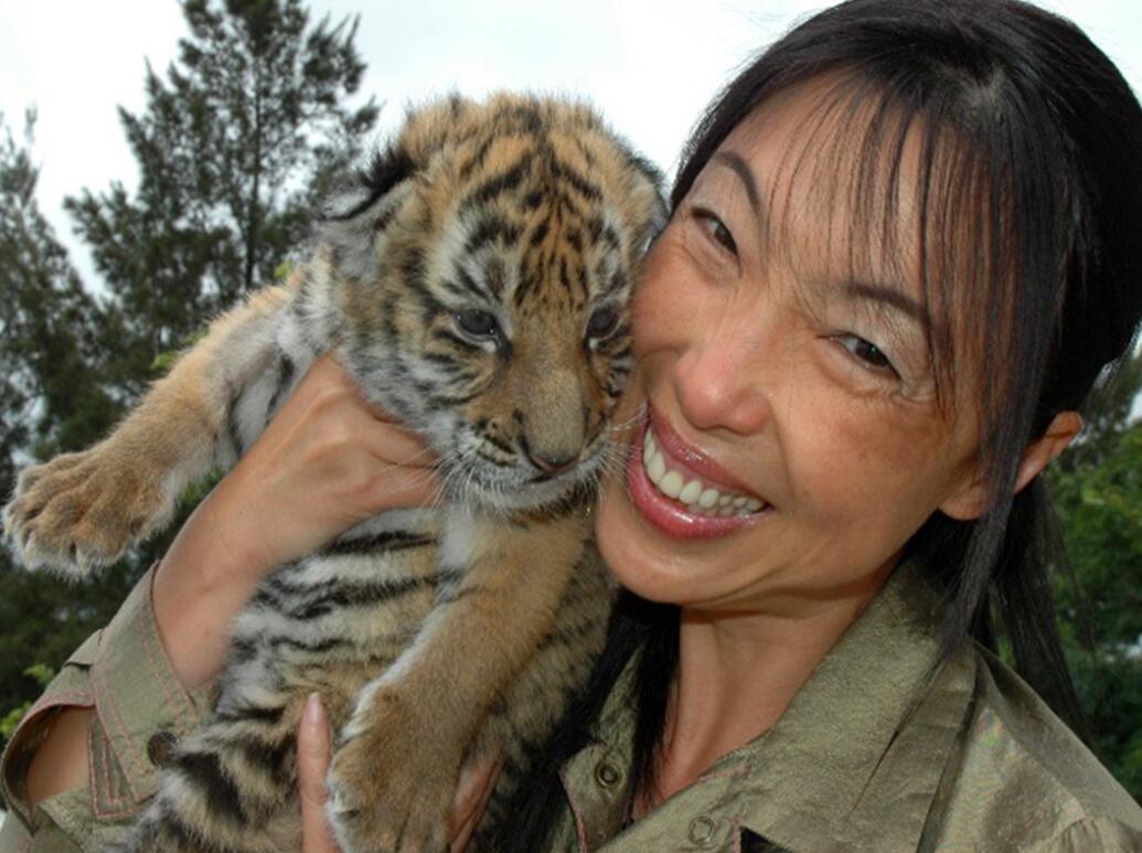 消失100多年！云南發現極危物種異葉苣苔，野生華南虎會出現嗎？