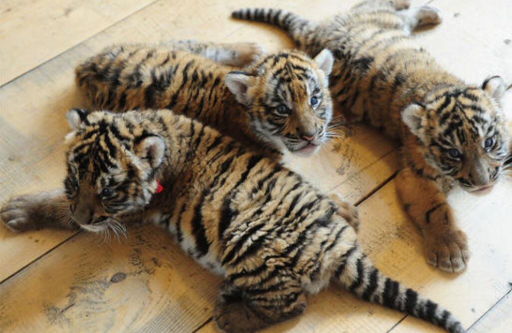 消失100多年！云南發現極危物種異葉苣苔，野生華南虎會出現嗎？