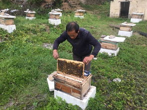 家養的蜜蜂為什么會全部飛走(家養的蜜蜂飛走了有啥原因) 家養的蜜蜂為什么會全部飛走(家養的蜜蜂飛走了有啥原因)