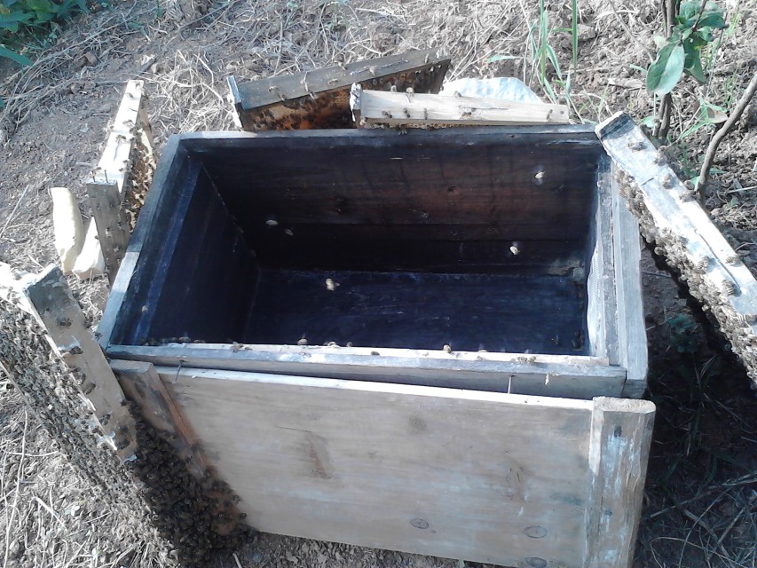 蜂王一年四季都產卵嗎(蜂王不是四季都能育王的) 蜂王一年四季都產卵嗎(蜂王不是四季都能育王的)