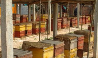 蜂王一年四季都產卵嗎(蜂王不是四季都能育王的) 蜂王一年四季都產卵嗎(蜂王不是四季都能育王的)