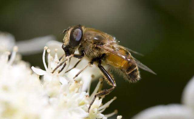 蜜蜂人工怎樣分蜂？