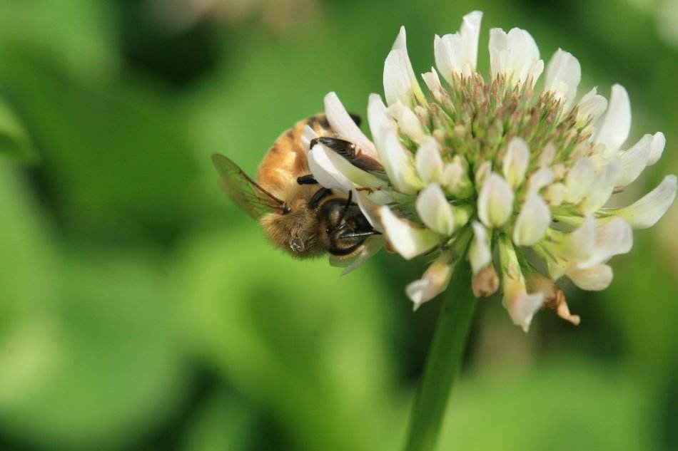 蜜蜂人工怎樣分蜂？