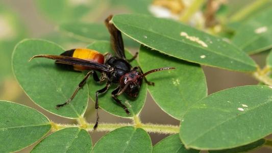 中國大虎頭蜂冬眠嗎(大虎頭蜂什么時候冬眠) 中國大虎頭蜂冬眠嗎(大虎頭蜂什么時候冬眠)