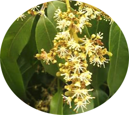 有哪些蜂蜜是最常見的(常見的17種蜂蜜介紹) 有哪些蜂蜜是最常見的(常見的17種蜂蜜介紹)