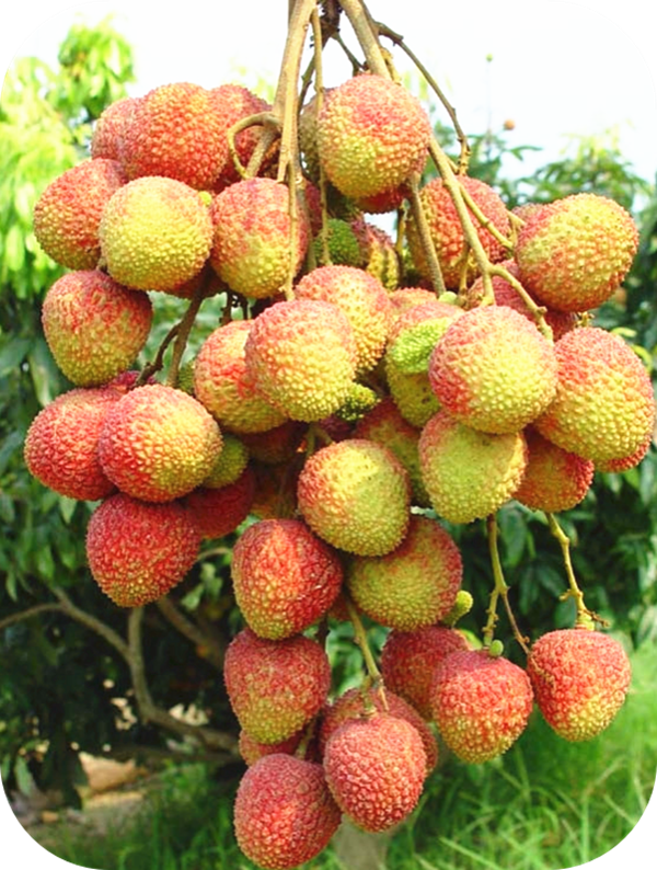 有哪些蜂蜜是最常見的(常見的17種蜂蜜介紹) 有哪些蜂蜜是最常見的(常見的17種蜂蜜介紹)