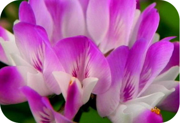 有哪些蜂蜜是最常見的(常見的17種蜂蜜介紹) 有哪些蜂蜜是最常見的(常見的17種蜂蜜介紹)