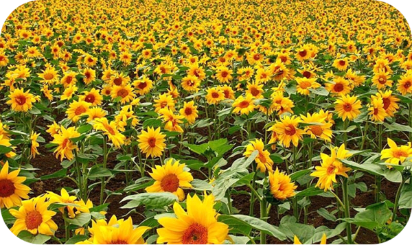 有哪些蜂蜜是最常見的(常見的17種蜂蜜介紹) 有哪些蜂蜜是最常見的(常見的17種蜂蜜介紹)