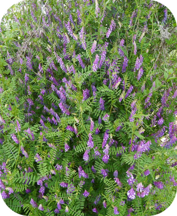有哪些蜂蜜是最常見的(常見的17種蜂蜜介紹) 有哪些蜂蜜是最常見的(常見的17種蜂蜜介紹)