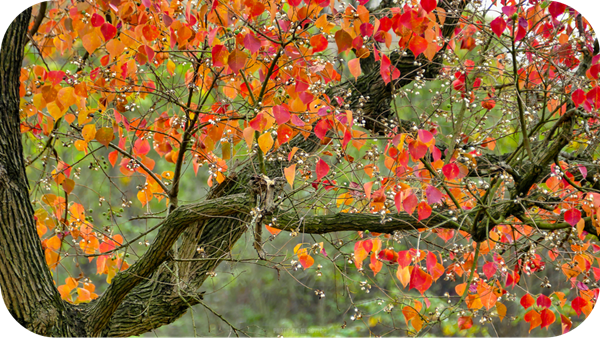 有哪些蜂蜜是最常見的(常見的17種蜂蜜介紹) 有哪些蜂蜜是最常見的(常見的17種蜂蜜介紹)